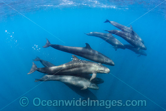 False Killer Whale (Pseudorca crassidens), pod underwater. Found throughout temperate and tropical oceanic waters of the world, but not common. Photo taken in Isla Mujeres, Mexico. Photo - Andy Murch False Killer Whale (Pseudorca crassidens), pod underwater. Found throughout temperate and tropical oceanic waters of the world, but not common. Photo taken in Isla Mujeres, Mexico. Photo - Andy Murch