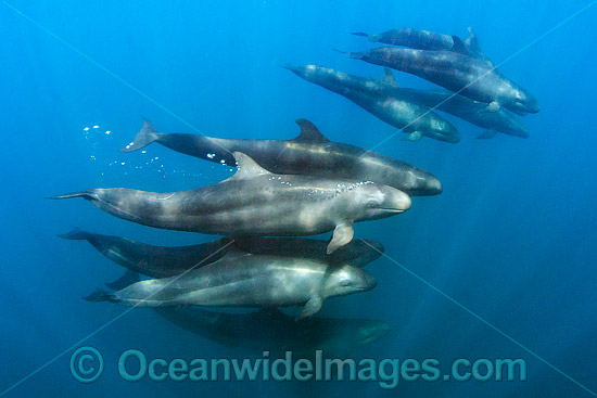 False Killer Whale (Pseudorca crassidens), pod underwater. Found throughout temperate and tropical oceanic waters of the world, but not common. Photo taken in Isla Mujeres, Mexico. Photo - Andy Murch