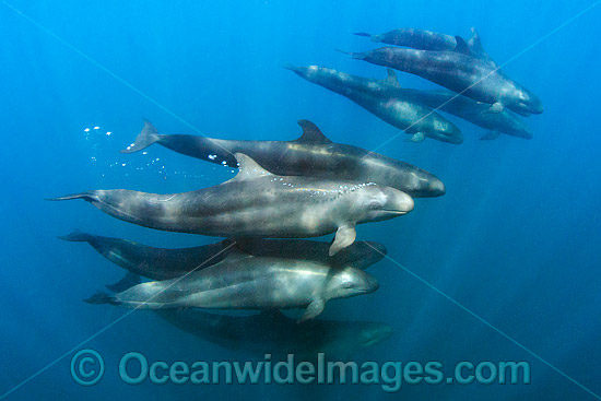 False Killer Whale (Pseudorca crassidens), pod underwater. Found throughout temperate and tropical oceanic waters of the world, but not common. Photo taken in Isla Mujeres, Mexico. Photo - Andy Murch False Killer Whale (Pseudorca crassidens), pod underwater. Found throughout temperate and tropical oceanic waters of the world, but not common. Photo taken in Isla Mujeres, Mexico. Photo - Andy Murch