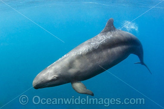 False Killer Whale Mexico photo