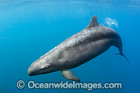 False Killer Whale Mexico Photo - Andy Murch