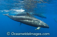 False Killer Whale Mexico Photo - Andy Murch