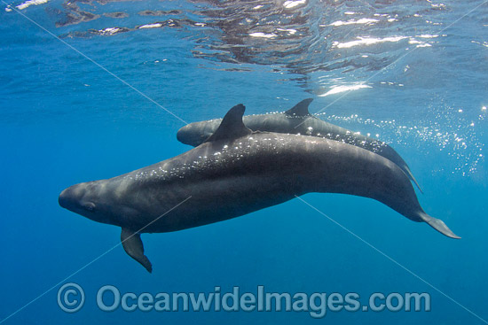 False Killer Whale Mexico photo False Killer Whale Mexico photo