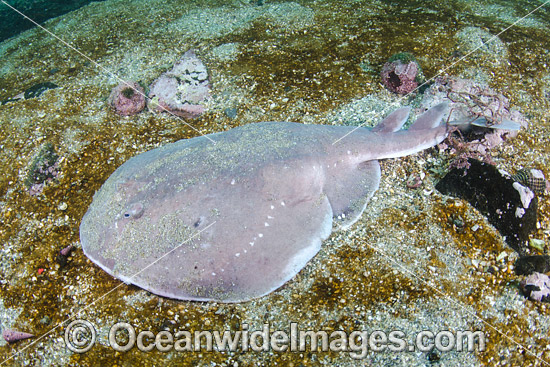 Apron Ray (Discopyge tschudii). Photo taken at Zapallar Bay, Central Chile, Eastern South Pacific. Photo - Andy Murch Apron Ray (Discopyge tschudii). Photo taken at Zapallar Bay, Central Chile, Eastern South Pacific. Photo - Andy Murch