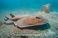 Giant Electric Ray Narcine entemedor Photo - Andy Murch