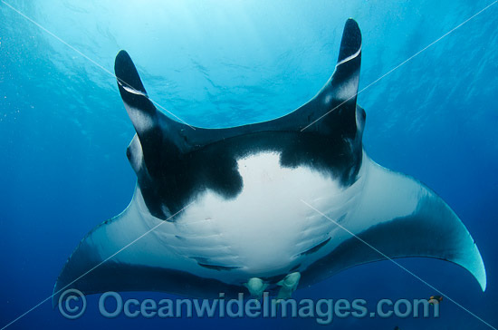 Oceanic Manta Ray Revillagigedo Archipelago photo