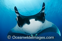 Oceanic Manta Ray Revillagigedo Archipelago Photo - Andy Murch