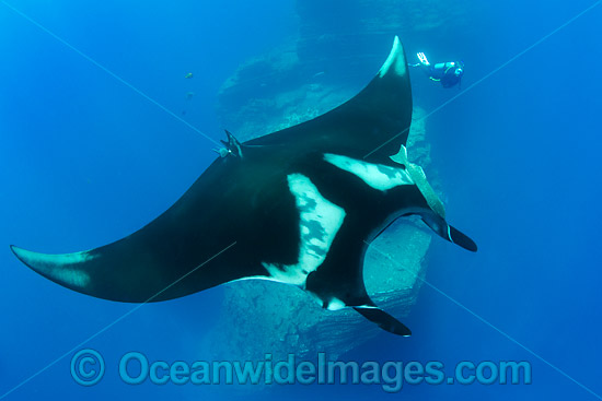 Oceanic Manta Ray Socorro photo