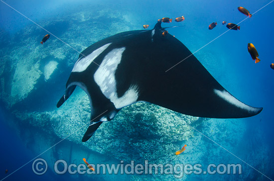 Oceanic Manta Ray photo