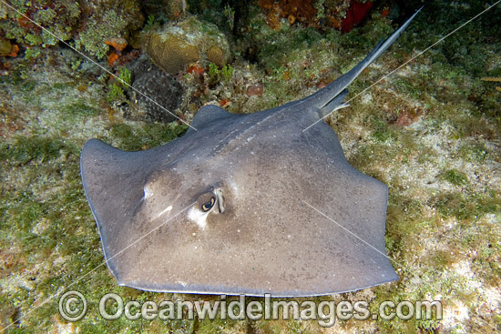 Southern Stingray Dasyatis americana photo