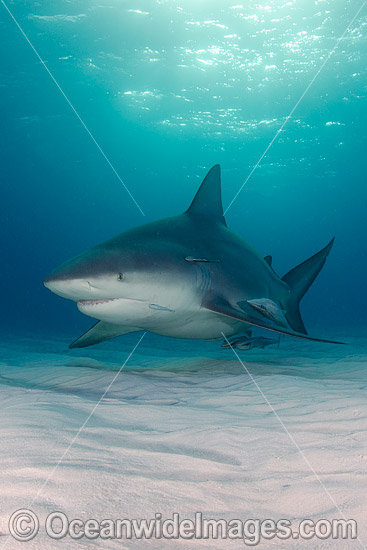 Bull Shark Caribbean photo