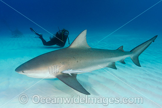 Bull Shark (Carcharhinus leucas) and Scuba Diver. Also known as River Whaler, Freshwater Whaler and Swan River Whaler. Found worldwide in tropical and warm temperate seas and deep into freshwater for extended periods. South Bimini Island, Caribbean Sea. Photo - Andy Murch