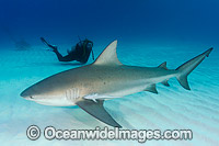 Bull Shark and Scuba Diver Photo - Andy Murch