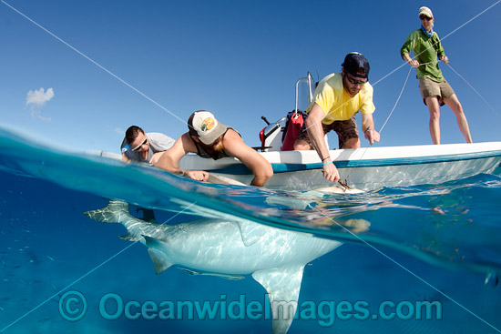 Bull Shark (Carcharhinus leucas), getting tagged by Bimini Shark lab researchers, South Bimini Island, Caribbean Sea. Photo - Andy Murch Bull Shark (Carcharhinus leucas), getting tagged by Bimini Shark lab researchers, South Bimini Island, Caribbean Sea. Photo - Andy Murch