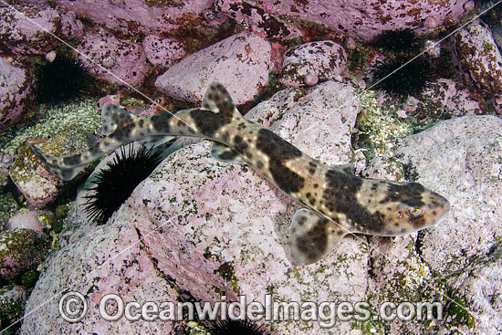 Redspotted Catshark (Schroederichthys chilensis). Photo taken at Las Tacas, Chile, Eastern Pacific Ocean. Photo - Andy Murch Redspotted Catshark (Schroederichthys chilensis). Photo taken at Las Tacas, Chile, Eastern Pacific Ocean. Photo - Andy Murch