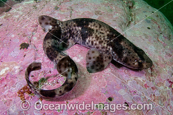 Redspotted Catshark (Schroederichthys chilensis). Photo taken at Las Tacas, Chile, Eastern Pacific Ocean. Photo - Andy Murch Redspotted Catshark (Schroederichthys chilensis). Photo taken at Las Tacas, Chile, Eastern Pacific Ocean. Photo - Andy Murch