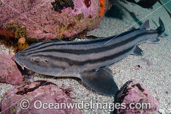 Pyjama Shark (Poroderma africanum). Also known as Lined Catshark. Photo taken at Miller's Point, Simon's Town, Cape Province, South Africa. Photo - Andy Murch