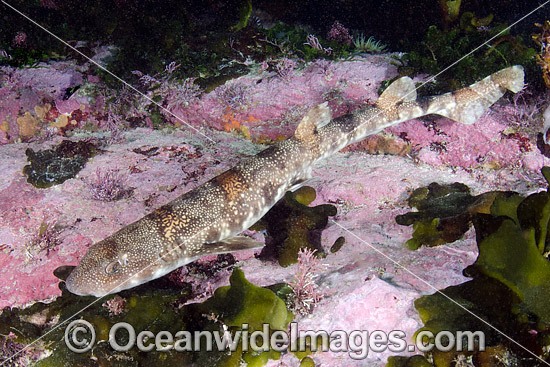 Puffadder Shyshark (Haploblepharus edwardsii). Photo taken at Simon's Town, Cape Town, Cape Province, South Africa. Photo - Andy Murch