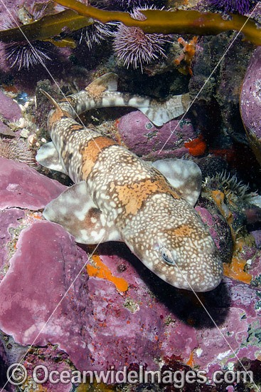 Puffadder Shyshark (Haploblepharus edwardsii). Photo taken at Simon's Town, Cape Town, Cape Province, South Africa. Photo - Andy Murch