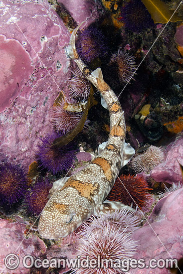 Puffadder Shyshark Haploblepharus edwardsii photo