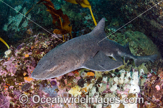 Spotted Gully Shark Triakis megalopterus photo Spotted Gully Shark Triakis megalopterus photo