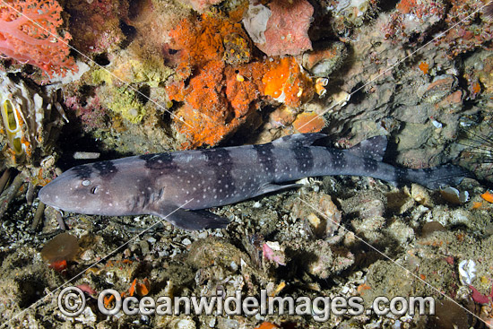 White Spotted Bamboo Shark (Chiloscyllium plagiosum). Photo taken at Visayan Sea, Gato Island, Malapascua, Philippines. Photo - Andy Murch White Spotted Bamboo Shark (Chiloscyllium plagiosum). Photo taken at Visayan Sea, Gato Island, Malapascua, Philippines. Photo - Andy Murch
