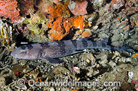 White Spotted Bamboo Shark Photo - Andy Murch