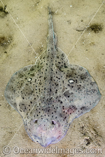 Winter Skate (Raja ocellata). Photo taken at Fort Adams, Newport, Rhode Island, USA, North Atlantic Ocean. Photo - Andy Murch Winter Skate (Raja ocellata). Photo taken at Fort Adams, Newport, Rhode Island, USA, North Atlantic Ocean. Photo - Andy Murch