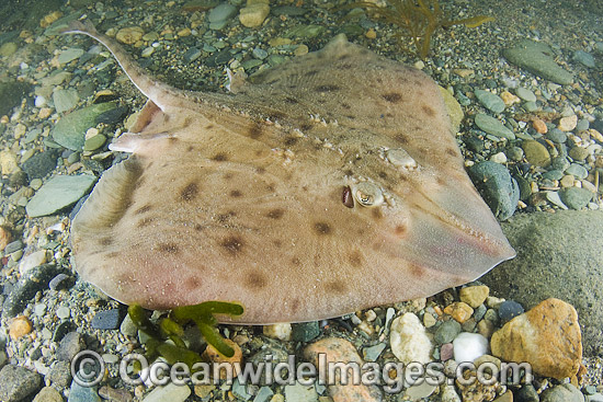 Smooth Skate (Malacoraja senta). Photo taken at Georges Bank, Rhode Island, North Atlantic Ocean. Photo - Andy Murch Smooth Skate (Malacoraja senta). Photo taken at Georges Bank, Rhode Island, North Atlantic Ocean. Photo - Andy Murch