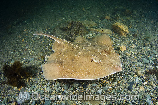 Thorny skate Amblyraja radiata photo