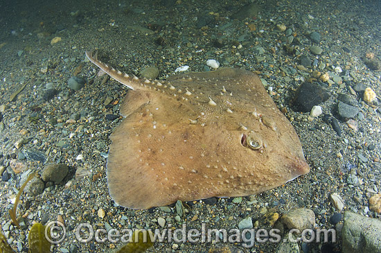 Thorny skate Amblyraja radiata photo