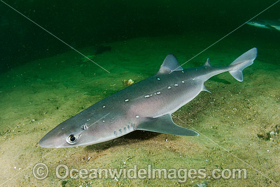 White-spotted Spurdog Squalus acanthias photo