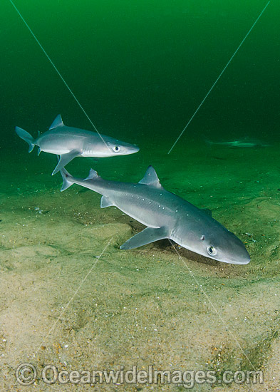 White-Spotted Spurdog (Squalus acanthias). Also known as Piked Dogfish, Spiny Spurdog, Spotted Spiny Dogfish Spurdog and White-Spotted Dogfish. Found in shallow and temperate waters. Photo taken at Rhode Island, New England, USA, North Atlantic. Photo - Andy Murch White-Spotted Spurdog (Squalus acanthias). Also known as Piked Dogfish, Spiny Spurdog, Spotted Spiny Dogfish Spurdog and White-Spotted Dogfish. Found in shallow and temperate waters. Photo taken at Rhode Island, New England, USA, North Atlantic. Photo - Andy Murch