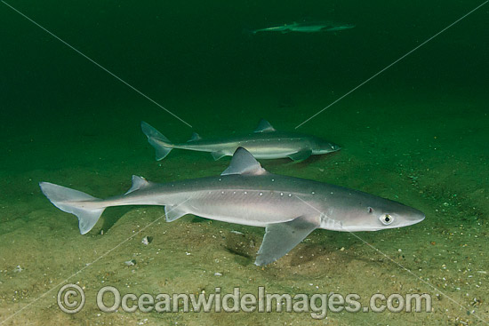 White-Spotted Spurdog (Squalus acanthias). Also known as Piked Dogfish, Spiny Spurdog, Spotted Spiny Dogfish Spurdog and White-Spotted Dogfish. Found in shallow and temperate waters. Photo taken at Rhode Island, New England, USA, North Atlantic. Photo - Andy Murch White-Spotted Spurdog (Squalus acanthias). Also known as Piked Dogfish, Spiny Spurdog, Spotted Spiny Dogfish Spurdog and White-Spotted Dogfish. Found in shallow and temperate waters. Photo taken at Rhode Island, New England, USA, North Atlantic. Photo - Andy Murch