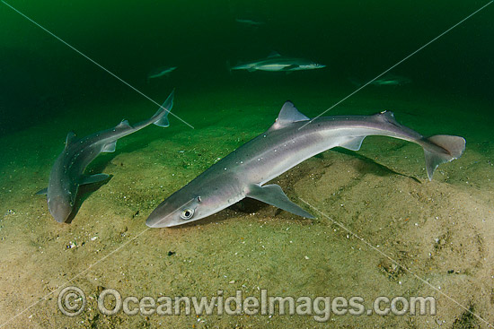 White-Spotted Spurdog (Squalus acanthias). Also known as Piked Dogfish, Spiny Spurdog, Spotted Spiny Dogfish Spurdog and White-Spotted Dogfish. Found in shallow and temperate waters. Photo taken at Rhode Island, New England, USA, North Atlantic. Photo - Andy Murch