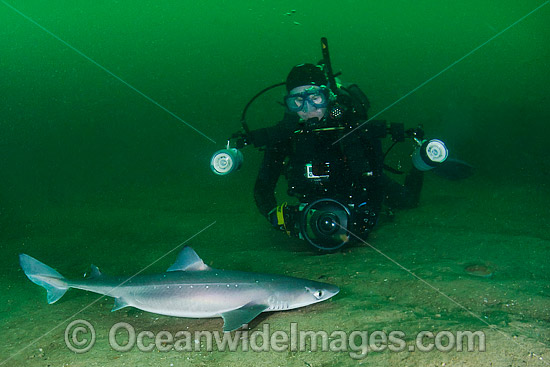 White-Spotted Spurdog (Squalus acanthias). Also known as Piked Dogfish, Spiny Spurdog, Spotted Spiny Dogfish Spurdog and White-Spotted Dogfish. Found in shallow and temperate waters. Photo taken at Rhode Island, New England, USA, North Atlantic. Photo - Andy Murch