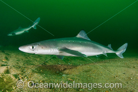 White-spotted Spurdog Squalus acanthias photo