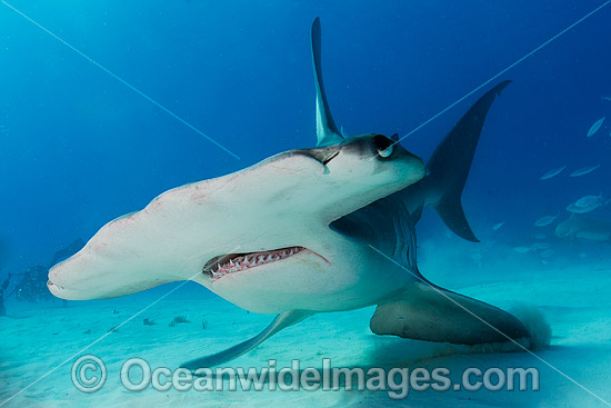 Great Hammerhead Shark (Sphyrna mokarran). Photo taken off South Bimini Island, Bahamas, Caribbean Sea. Photo - Andy Murch Great Hammerhead Shark (Sphyrna mokarran). Photo taken off South Bimini Island, Bahamas, Caribbean Sea. Photo - Andy Murch