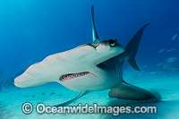 Great Hammerhead Shark Bahamas Photo - Andy Murch