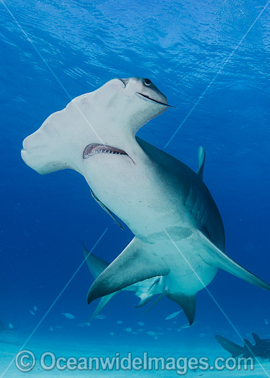 Great Hammerhead Shark (Sphyrna mokarran). Photo taken off South Bimini Island, Bahamas, Caribbean Sea. Photo - Andy Murch Great Hammerhead Shark (Sphyrna mokarran). Photo taken off South Bimini Island, Bahamas, Caribbean Sea. Photo - Andy Murch