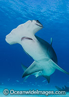 Great Hammerhead Shark Caribbean Sea Photo - Andy Murch