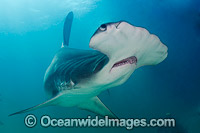 Great Hammerhead Shark Bahamas Photo - Andy Murch