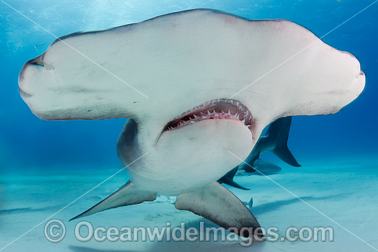 Great Hammerhead Shark (Sphyrna mokarran). Photo taken off South Bimini Island, Bahamas, Caribbean Sea. Photo - Andy Murch Great Hammerhead Shark (Sphyrna mokarran). Photo taken off South Bimini Island, Bahamas, Caribbean Sea. Photo - Andy Murch