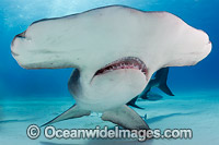 Great Hammerhead Shark Photo - Andy Murch