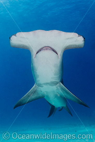 Great Hammerhead Shark (Sphyrna mokarran). Photo taken off South Bimini Island, Bahamas, Caribbean Sea. Photo - Andy Murch Great Hammerhead Shark (Sphyrna mokarran). Photo taken off South Bimini Island, Bahamas, Caribbean Sea. Photo - Andy Murch