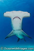 Great Hammerhead Shark Bahamas Photo - Andy Murch