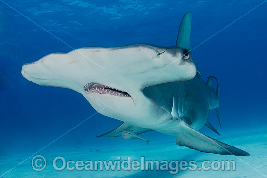 Great Hammerhead Shark (Sphyrna mokarran). Photo taken off South Bimini Island, Bahamas, Caribbean Sea. Photo - Andy Murch Great Hammerhead Shark (Sphyrna mokarran). Photo taken off South Bimini Island, Bahamas, Caribbean Sea. Photo - Andy Murch
