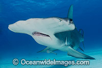 Great Hammerhead Shark Caribbean Sea Photo - Andy Murch