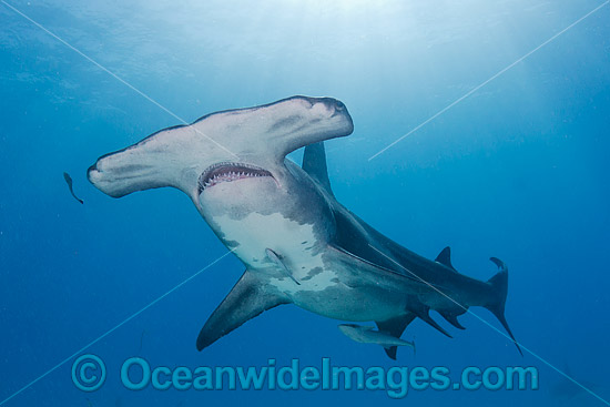 Great Hammerhead Shark (Sphyrna mokarran). Photo taken off South Bimini Island, Bahamas, Caribbean Sea. Photo - Andy Murch Great Hammerhead Shark (Sphyrna mokarran). Photo taken off South Bimini Island, Bahamas, Caribbean Sea. Photo - Andy Murch