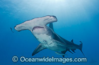 Great Hammerhead Shark Bahamas Photo - Andy Murch